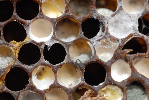 A SINGLE ANTENNA pokes through a cell from an abandoned hive. Colony collapse disorder is characterized by the mysterious phenomenon of bees leaving the hive, never to return. They leave  behind the queen and immature brood (eggs, larvae and pupae) and stored food. (Photo by Kathy Keatley Garvey)