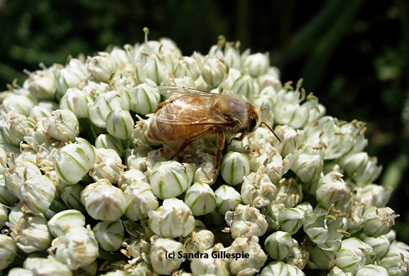 Honey bee pollinating an onion umbel. (Photo by Sandra Gillespie)