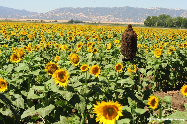 Norm Gary's bee cluster in the middle of a sunflower field in Winters. (Photo by Kathy Keatley Garvey)