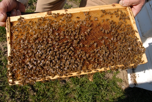 A FRAME from one of Rob Page's specialized stock. The bees are based at UC Davis. (Photo by Kathy Keatley Garvey)