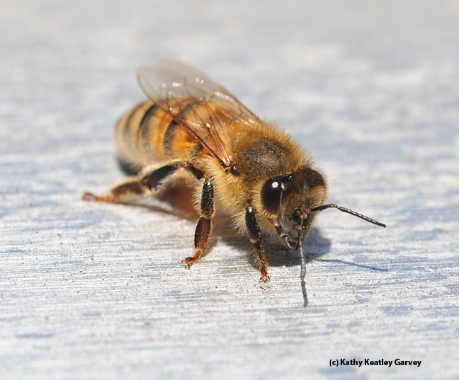 Mead! It all begins with the honey bee. (Photo by Kathy Keatley Garvey)