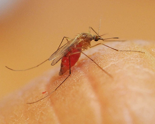 Blood-fed mosquito