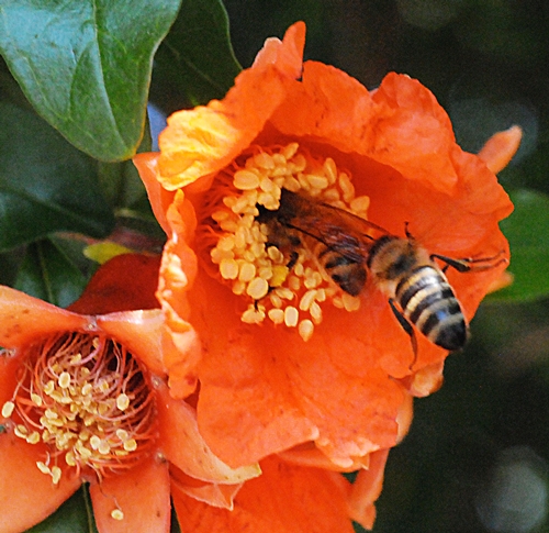 A honey bee works a pomegranate blossom, while another bee moves in right behind her. (Photo by Kathy Keatley Garvey)