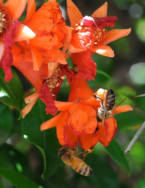 TWO HONEY BEES work a pomegranate blossom on an 82-year-old tree. (Photo by Kathy Keatley Garvey)