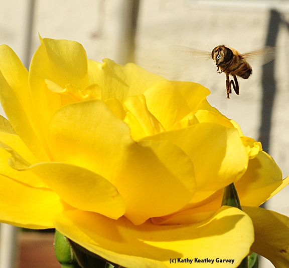 A drone fly heads for a Sparkle and Shine blossom. (Photo by Kathy Keatley Garvey)