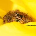 Jumping spider peering between the petals of a yellow rose. (Photo by Kathy Keatley Garvey)