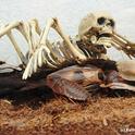 Skull shares the habitat of the giant cave cockroah (Blaberus gigante). (Photo by Kathy Keatley Garvey)