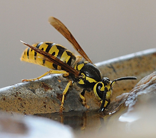 THIRSTY YELLOWJACKET drinks from a water bowl at the Harry H. Laidlaw Jr. Honey Bee Research, UC Davis. Yellowjackets use water to create their paper comblike nests, a mixture of saliva and wood pulp. (Photo by Kathy Keatley Garvey)