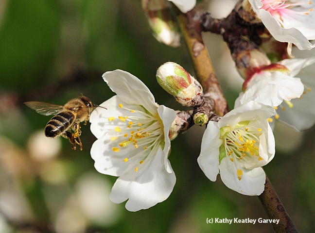 A honey bee heading toward almond blossoms. (Photo by Kathy Keatley Garvey)