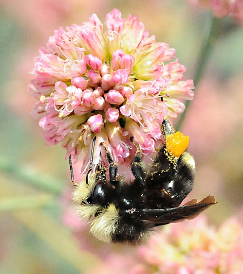 THIS YELLOW-FACED BUMBLE BEE (Bombus vosnesenskii) nectars a flower in the UC Davis Arboretum. (Photo by Kathy Keatley Garvey)