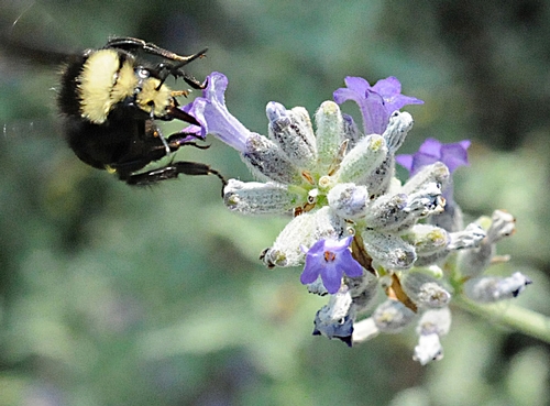 SWEET NECTAR--A yellow-faced bumble bee (Bombus vosnesenskii) gathers nectar in the UC Davis Arboretum. (Photo by Kathy Keatley Garvey)