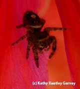 Jumping spider, a floral visitor. (Photo by Kathy Keatley Garvey)
