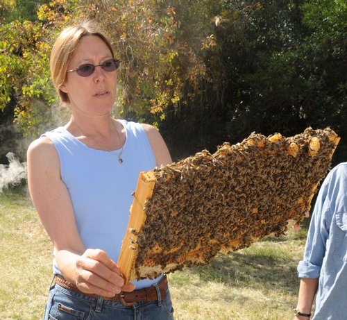 BARE-ARMED, UC Davis bee breeder-geneticist Susan Cobey examines a frame of her much-praised gentle bees. (Photo by Kathy Keatley Garvey)
