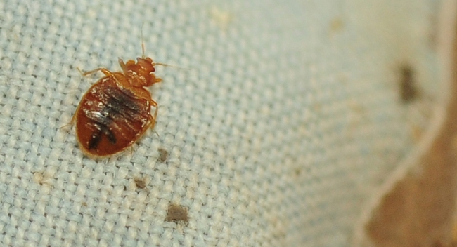 Bed Bugs: 'Stealthy Blood Feeders' - Bug Squad - ANR Blogs