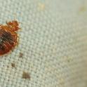 This bed bug was a popular attraction at a Briggs Hall display during the 2012 UC Davis Picnic Day. (Photo by Kathy Keatley Garvey)