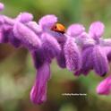 A ladybug (lady beetle) graces salvia. (Photo by Kathy Keatley Garvey)