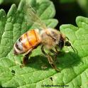 This honey bee is doing poorly. (Photo by Kathy Keatley Garvey)