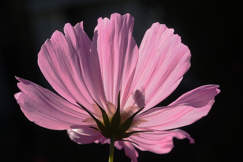 LOOK CLOSELY and you'll see the shadow of a fly inside this pink cosmos. (Photo by Kathy Keatley Garvey)