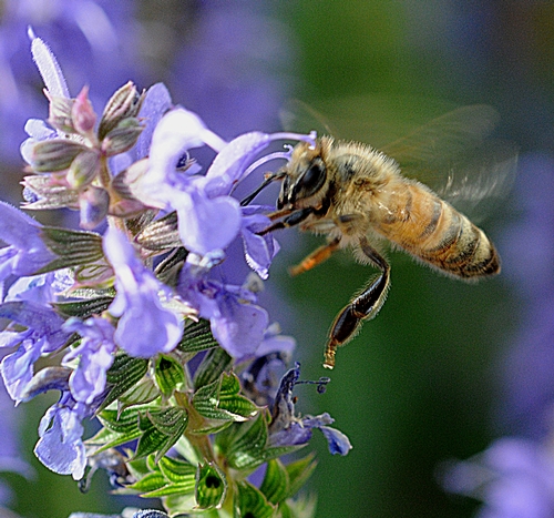 HONEY BEE, one leg extended, heads for the pollen. (Photo by Kathy Keatley Garvey)