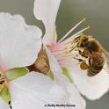 When February arrives, honey bees will be out pollinating the almonds. (Photo by Kathy Keatley Garvey)