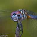 The image of a blue dasher, captured by Rachel Graham of UC Davis, appears in the Entomological Society of America's 2014 World of Insects Calendar.