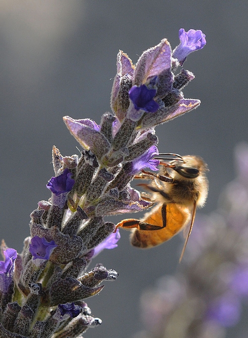 THE HONEY BEE (Apis mellifera) is a cause for celebration during National Pollinator Week, June 22-28. This honey bee is nectaring sage. (Photo by Kathy Keatley Garvey)