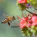 A honey bee heading for a tower of jewels, Echium wildpretii. (Photo by Kathy Keatley Garvey)
