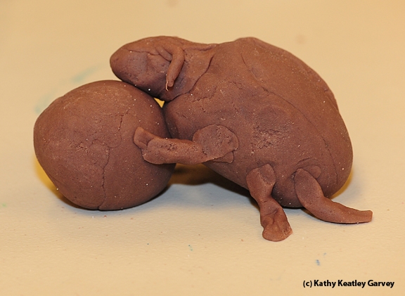 A dung beetle and dung, crafted at the Bohart Museum. (Photo by Kathy Keatley Garvey)