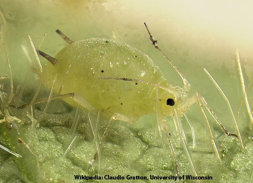 Asian soybean aphid. (Courtesy Wikipedia, Claudio Gratton, University of Wisconsin)