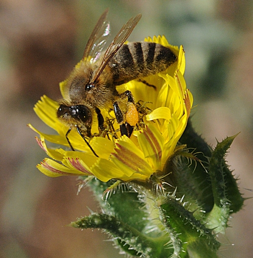 HONEY BEE touches down on a bristly oxtongue, a plant considered a noxious weed to people but a treasure to bees. (Photo by Kathy Keatley Garvey)