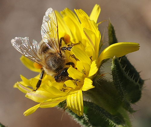 SILVER WINGS and a load of pollen--this honey bee is oblivious to everything but the bristly oxtongue (Picris echioides). (Photo by Kathy Keatley Garvey)