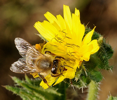 TONGUE EXTENDED, a honey bee nectars a bristly oxtongue blossom at the Harry H. Laidlaw Jr. Honey Bee Research Facility at UC Davis. (Photo by Kathy Keatley Garvey)