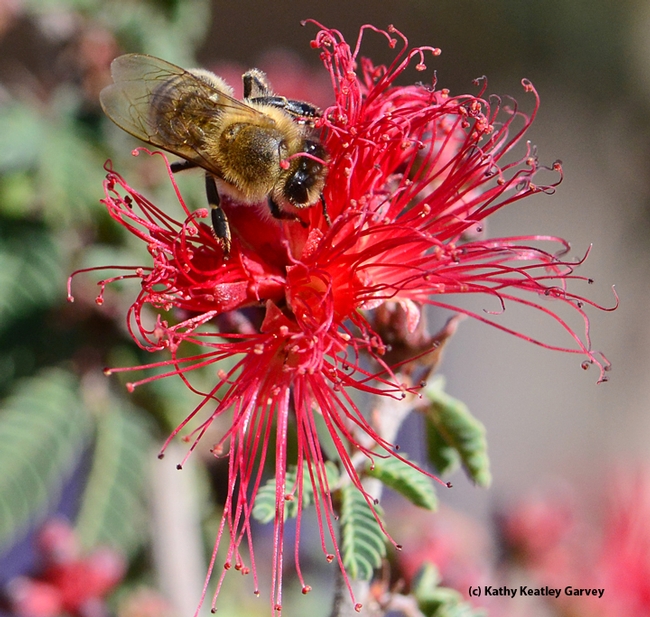 Honey bee continues foraging on Calliandra caifornica. (Photo by Kathy Keatley Garvey)