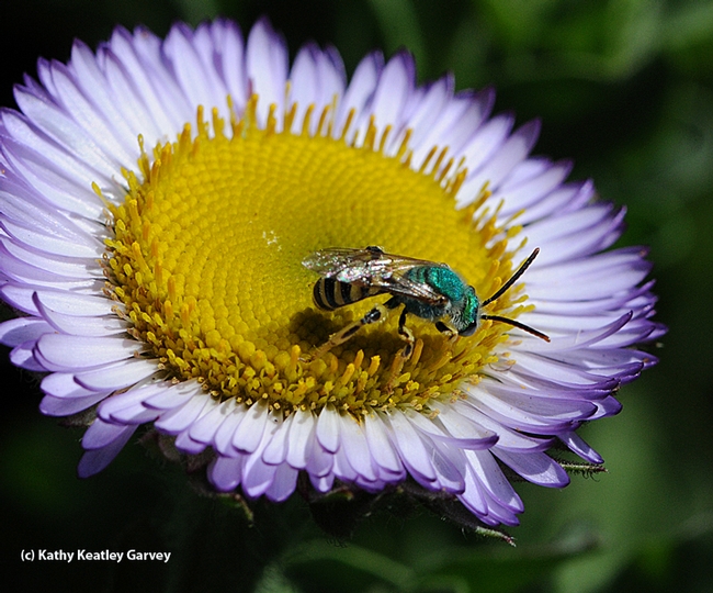 A metallic green sweat bee on a seaside daisy.  It is one of some 1600 species of bees in California. (Photo by Kathy Keatley Garvey)