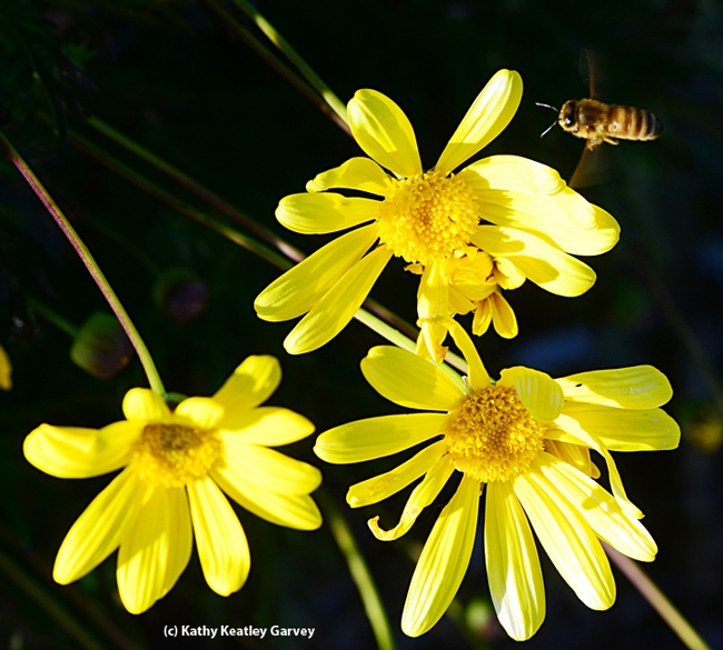 Honey bee heading for Euryops. (Photo by Kathy Keatley Garvey)