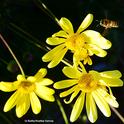 Honey bee heading for Euryops. (Photo by Kathy Keatley Garvey)