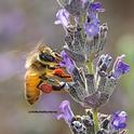 Honey bee with red pollen (from neighboring rock purslane) sipping nectar from lavender. (Photo by Kathy Keatley Garvey)
