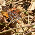 Gulf Fritillary butterfly laying an egg on Christmas Day in west Vacaville. (Photo by Kathy Keatley Garvey)