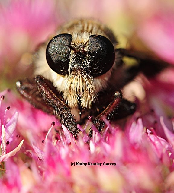 Up close and personal with a robber fly. (Photo by Kathy Keatley Garvey)