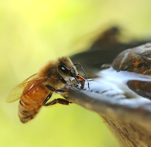 A THIRSTY BEE drinks from a watering device at the Harry H. Laidlaw Jr. Honey Bee Research Facility at UC Davis. Bees don't like to get their feet wet. (Photo by Kathy Keatley Garvey)