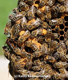The bees make it happen. (Photo by Kathy Keatley Garvey