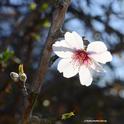 A solo almond blossom blooming Jan. 5, 2014 in Benicia. (Photo by Kathy Keatley Garvey)