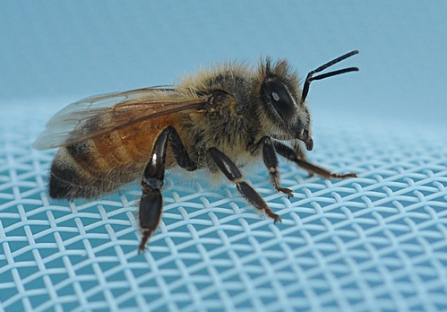 EXHAUSTED, a soaked honey bee (she fell into a swimming pool and two-legged humans fished her out) gathers her strength. (Photo by Kathy Keatley Garvey)