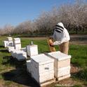 Bee breeder-geneticist Michael 