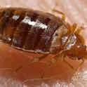 Bed bug. (Photo by Piotr Naskrecki,  courtesty of the Centers for Disease Control and Prevention.)