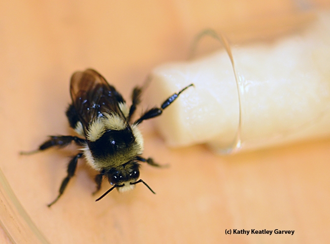 A little nourishment for this queen bumble bee. (Photo by Kathy Keatley Garvey)