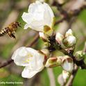 A honey bee heading toward an almond blossom. The honey bee is one of the candidates for Insect News Network's Bug of the Year. (Photo by Kathy Keatley Garvey)