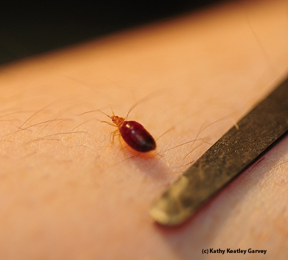 Bed bug scurries away after taking a blood meal. (Photo by Kathy Keatley Garvey)