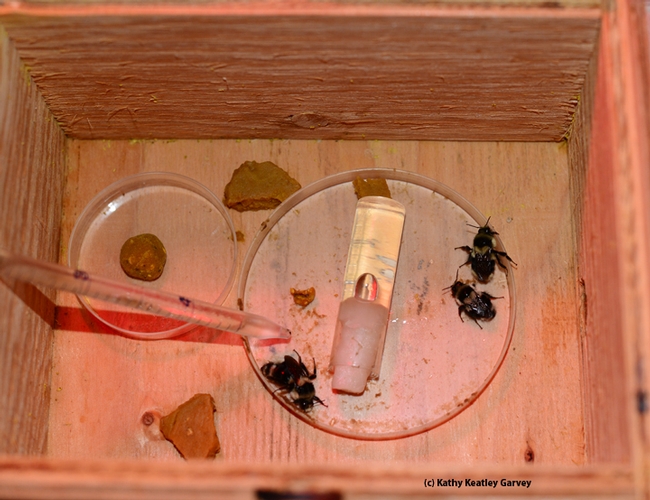 The three queen bumble bees (Bombus melanopygus). (Photo by Kathy Keatley Garvey)