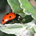 Lady beetle, aka ladybug, devouring an aphid. (Photo by Kathy Keatley Garvey)